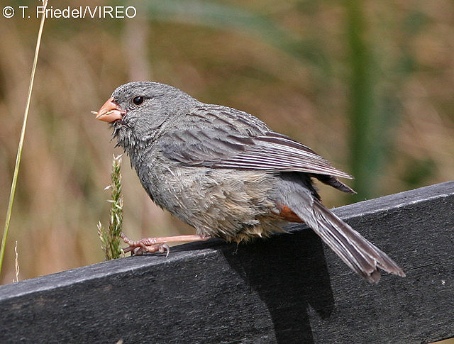 Plain-colored Seedeater f26-4-045.jpg